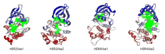 4종의 톡소 인산화효소와 small molecule (kinase inhibitor)와의 상호작용을 Docking (Discovery studio 2019)를 활용해 도출한 결과