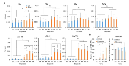 A. Etoposide 에 노출시킨 후 RNAPII-subtelomere 결합 변화 조사. Etoposide (100 μ M)을 명시된 시간대로 처리한 후 ChIP-qPCR 수행함. 인산화 RNAPII 항체와 IgG를 이용함. 항체와 결합한 DNA 조각들은 p21, GAPDH, 그리고 서브텔로미어를 위해 PCR 증폭됨. p21-11와 p21-12는 p21 유전자 전사시작점으로부터 각 각 0.1, 2.1 kb 떨어진 위치를 나타냄. Input DNA 의 percentage로 결과를 나타냄. 적어도 3번의 독립실험으로부터 얻은 결과로부터 산출한 결과임. RNAPII-ChIP 와 IgG-ChIP 사이 DNA 차이를 조사하기 위해 student t-test를 이용함; **P < 0.05, ns 는 P ≥ 0.05. 각 시간과 0 시간 DNA 차이를 구별하기 위해 Mann-Whitney U-test 사용함 (*P < 0.05). B. p21 와 GAPDH RT–qPCR. DMSO (vehicle alone) 또는 etoposide 100 μM을 명시된 시간대로 처리한 HeLa세포에서 RT-qPCR 수행함. p21 와 GAPDH 레벨은 0 h에 대하여 상대적으로 비교함. Mann-Whitney U-test *P < 0.05