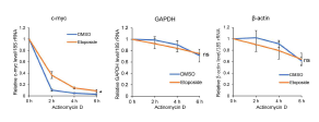 GAPDH, β-actin, c-myc mRNA 안정성 조사. Etoposide 또는 DMSO 에 24시간 노출된 세포에 전사 억제제인 actinomycin D를 명시된 시간 동안 처리한 세포에서 표기한 유전자 mRNA 양을 측정함. Student t-test, *P < 0.05, ns P ≥ 0.05