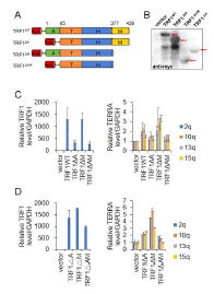 A. TRF1 야생형, 돌연변이형 모식도. A: DNA 응축을 저해하는 acidic domain. T: 이량체화 domain. H: NHEJ를 억제하는 hinge domain. M: DNA 결합 Myb-SANT domain. B. Myc 태그된 TRF1 야생형과 돌연변이형 발현량을 웨스턴블롯팅으로 관찰함 (붉은색 화살표). C. 플라시미드 1 μg 형질주입 한 후 TRF1 mRNA 발현량 (왼쪽)과 TERRA 발현량 측정 (오른쪽). qRT-qPCR을 이용하였으며, GAPDH 로 정상화함. D. TRF1 돌연변이형을 2 μg씩 형질주입 시켰을 때의 TRF1 mRNA 발현량 (왼쪽). 같은 샘플에서의 TERRA 발현량 측정 (오른쪽)