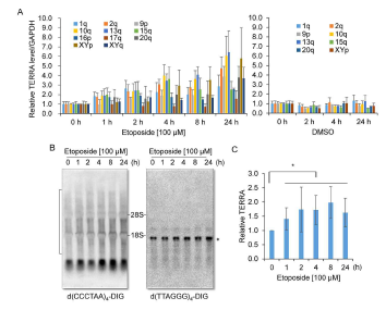 Etoposide에 의한 TERRA 증가. A. RT-qPCR 방법으로 TERRA 측정. HeLa 세포에 etoposide 또는 DMSO를 표시된 시간동안 반응시킨 후 TERRA를 측정함. 염색체 특이적인 primer 표기됨. B. Northern blotting으로 TERRA 측정. TERRA 특이적 탐침자 d(CCCTAA)4-DIG로 혼성화한 후 탐침자 제거하고 반대 나사선 특이적인 탐침자 d(TTAGGG)4-DIG 으로 혼성화함. C. Northern blot 결과로부터 TERRA 정량 (평균값 ± 표준편차, n=3)