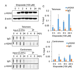 Etoposide에 의한 DNA/텔로미어 손상. A. Etoposide 처리 후 γH2AX 검출. HeLa 세포에 Etoposide를 표기된 시간동안 처리한 후 γH2AX를 웨스턴 브롯으로 검출. B. Etoposide에 의한 텔로미어 손상. γH2AX 항체에 의해 면역침강된 DNA를 슬롯 브롯함. 텔로미어, centromere 특이적 탐침자를 이용하여 혼성화함. C. B 결과를 정량함 (평균값 ± 표준편차, n=3)