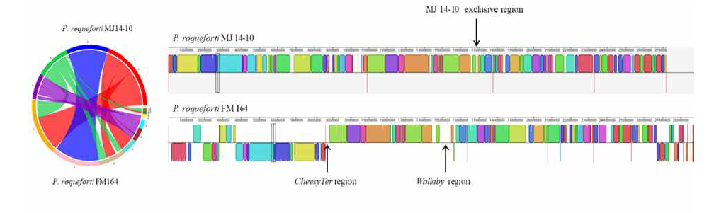 Comparison of P.roqueforti MJ1410 (meju) and P.roqueforti FM164(cheese) genomes