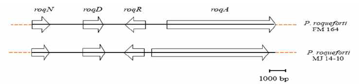 Roquefortine C biosynthetic genes cluster in P. roqueforti MJ1410