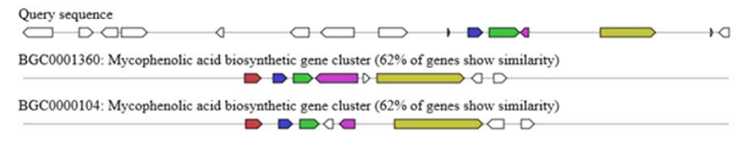 Mycophenolic acid biosynthetic genes cluster in P. roqueforti MJ1410