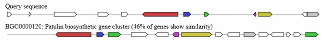 patulin biosynthetic gene cluster in P. roqueforti MJ1410