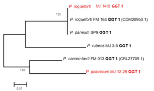 Genetic relatedness of the ggt genes among Penicillium spp