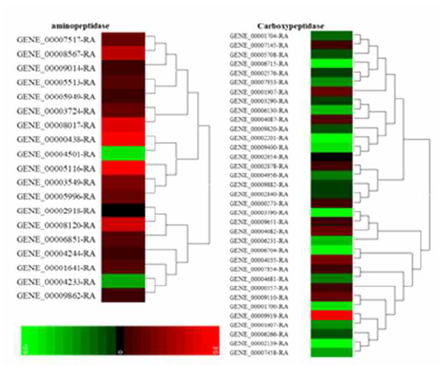 Analysis of expression the aminopeptidase and carboxypeptidase genes by RNA seq
