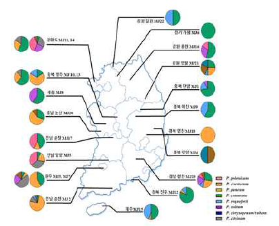 Regional distribution of Penicillium in meju