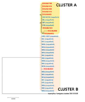 Phylogenetic analysis of cheese- and meju- derived P.roqueforti based on β-tubulin