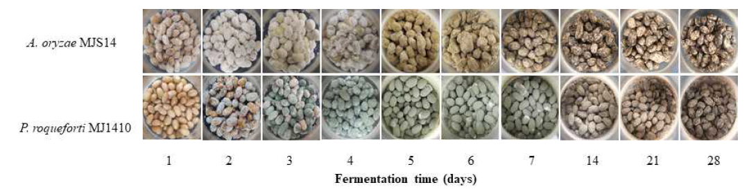 Morphological chaacteristics of whole soybean meju