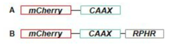 CAAX tag의 반응에 따른 서열 내 위치 모식도. A.절단 반응 후 단백질 서열 C 말단에 위치 B. 절단 반응 전 단백질 서열 중간에 위치