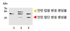 인틴의 일부 서열의 변형을 통한 접합 및 절단 반응 조절 결과