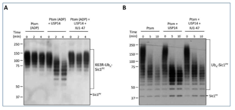 IU1-47에 의한 USP14 작용 억제 및 프로테오좀에 의한 기질분해 촉진