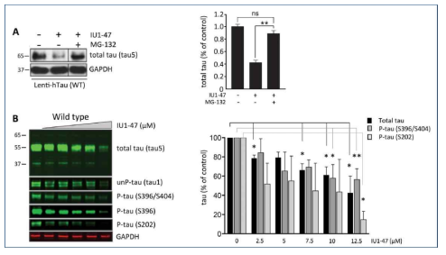 개발된 USP14 소분자 화합물 저해제 IU1-47을 이용한 tau 단백질 분해 효과 검증. 일차 신경 배양 모델에서 전체 tau 및 신경독성에 연관된 인산화 tau의 분해가 IU1-47 화합물 투여량 의존적(dose-dependent)으로 촉진됨