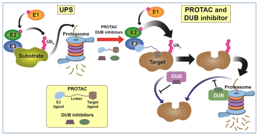 Undruggable 타겟에 대한 효과적인 제어 전략으로서 프로탁(PROTAC)과 유비퀴틴화 가역 작용 효소(DUB)에 대한 화합물 저해제를 활용한 단백질 분해 유도(induced protein degradation) 전략 제시