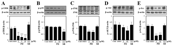 대식세포에서 파골세포 분화 과정 중 PD98059와 SB203580의 protein kinase 활성화에 미치는 영향