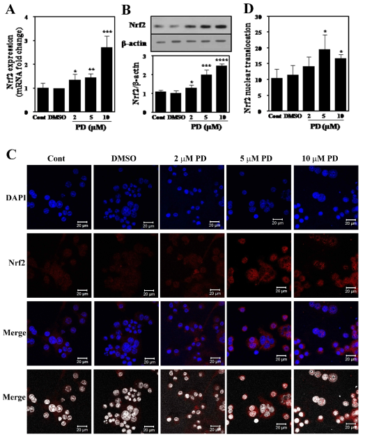 PD98059 increases expression and nuclear translocation of Nrf2
