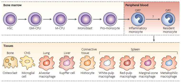 Monocyte heterogeneity