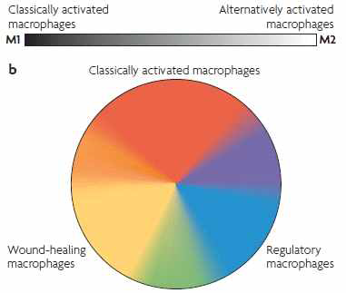 Polarization of macrophages