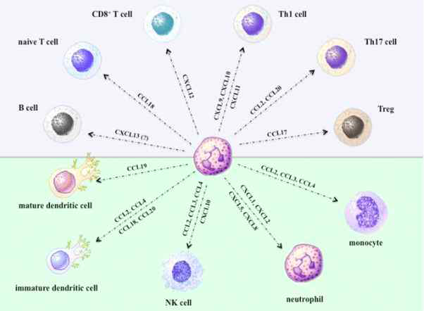 Chemokines produced by neutrophils chemoattract immune cells