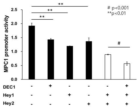 [보고서]MPC (mitochondrial pyruvate carrier)의 발현과 활성 조절을 통한 세포 기능 제어 연구