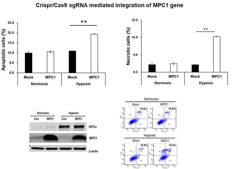 [보고서]MPC (mitochondrial pyruvate carrier)의 발현과 활성 조절을 통한 세포 기능 제어 연구