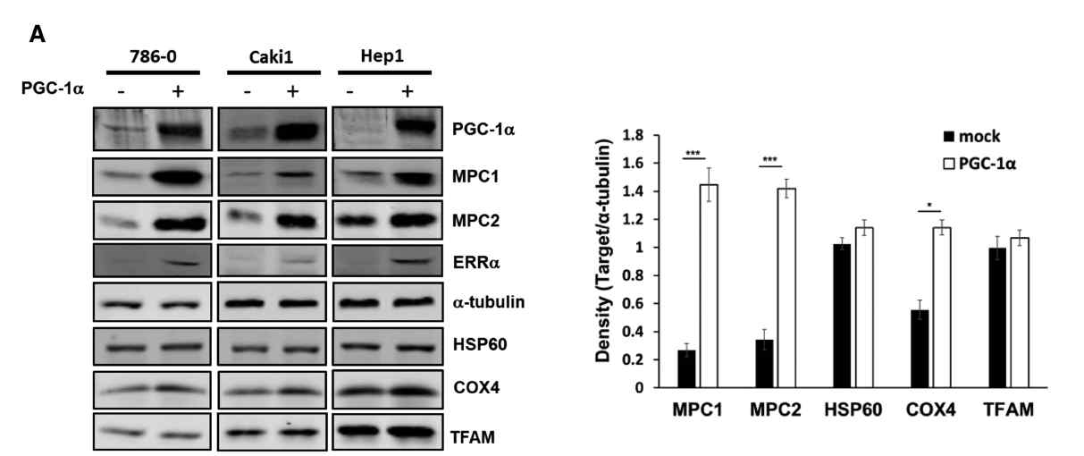 [보고서]MPC (mitochondrial pyruvate carrier)의 발현과 활성 조절을 통한 세포 기능 제어 연구