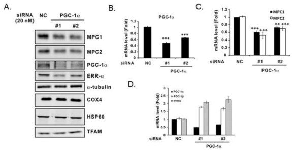 [보고서]MPC (mitochondrial pyruvate carrier)의 발현과 활성 조절을 통한 세포 기능 제어 연구