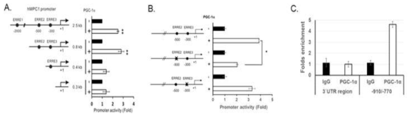 [보고서]MPC (mitochondrial pyruvate carrier)의 발현과 활성 조절을 통한 세포 기능 제어 연구