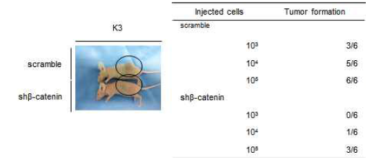 Wnt 신호 억제에 따른 in vivo 종양원성 감소
