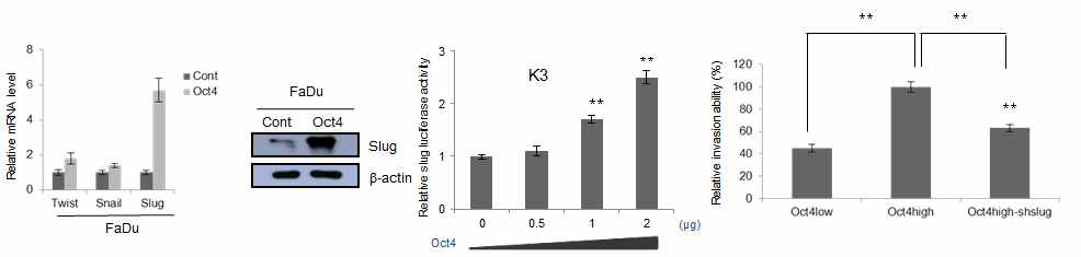 Oct4/Slug 신호경로에 의한 두경부 암세포의 침습력 증가