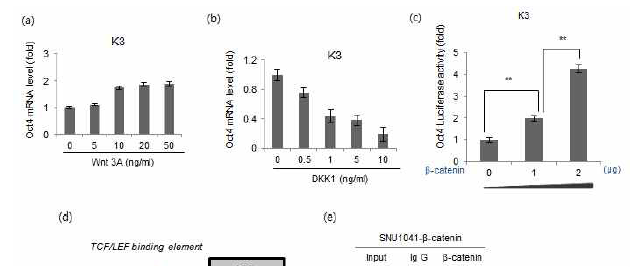 Wnt 신호경로는 직접적으로 Oct4 promoter에 결합함