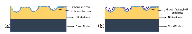특징적인 micro/nano pore를 갖는 “Mulberry surface” 표면 성상 및 약물 전달능 모식도