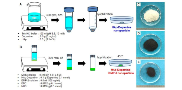 Hydroxyapatite 미립자의 polydopamine 코팅(A) 및 BMP-2의 고정화(B) 실험과정. Hydroxyapatite 미립자, HAp-Dopamine 미립자 및 HAp-Dopamine-BMP-2 미립자의 사진