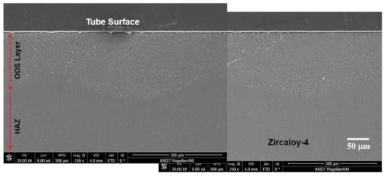 튜브형 ODS 시편의 단면 미세조직 (SEM)