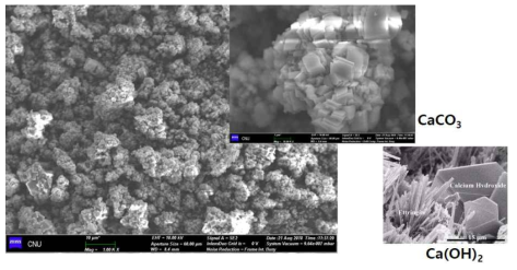 SEM images of the product from the preliminary CO2 mineralization (experimental conditions: solid/liquid ratio 0.2, CO2 pressure 50 bar, stirring rate 500~550 rpm)