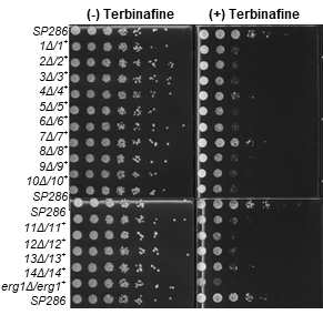NGS 타겟의 terbinafine 민감도 검증(heterozygous)