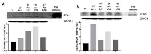 PTH를 100 ng/mL (1), 50 ng/mL (1/2), 10 ng/mL (1/10), or 2 ng/mL (1/50)의 Activin A와 100 ng/mL의 Shh를 배양액에 첨가하여 PTH 분비세포로 7일간 분화한 뒤 단백질 발현양 조사 결과. (A) PTH, (B) CHGA