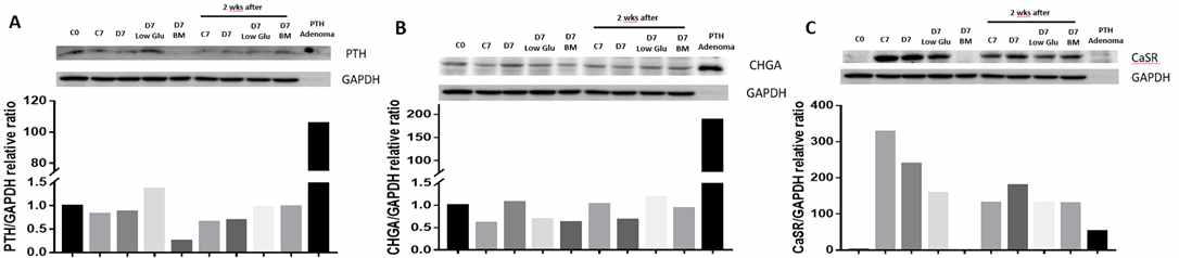 TMSC를 각각 100 ng/mL의 Activin A와 Shh를 첨가한 조건이외 다양한 배양조건에서의 PTH 분비세포로 7일간 분화 후, 연이어 2주 더 배양 후의 단백질 발현양 측정 결과. (A) PTH, (B) CHGA, (C) CaSR