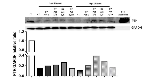 TMSC를 High or Low Glucose가 함유된 DMEM에서 Activin A의 농도를 달리하여 7일 동안 분화시킨 뒤 PTH 단백질을 발현양 측정 결과