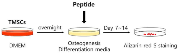 펩타이드의 골분화 촉진효과의 연구 디자인