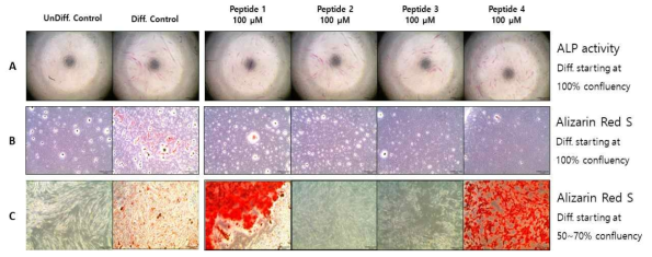 TMSC를 각각 100 μM 펩타이드를 처리하여 14일 동안 분화시킨 후 결과. (A) ALP activity and (B) Alizarin Red S. when differentiation started at 100% confluency, (C) Alizarin Red S. when differentiation started at 50~70% confluency