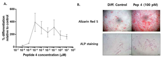 (A) 펩타이드 4를 TMSC에 농도별 (10 uM~1 pM)처리하여, 골분화를 촉진시킨 후, 칼슘 침착도를 대조군과 비교한 결과. (Error bar는 +/- standard error bar로 표기) (B) 100 pM의 펩타이드 4로 TMSC의 골분화를 14일 동안 촉진시킨 후 칼슘 침착도와 ALP activity를 대조군 비교한 결과
