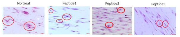 nanosurface 배양접시에서 분화된 TMSC-myocyte의 펩타이드 첨가 효과