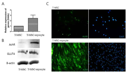 TMSC-myocyte의 기능성 골격근세포로의 분화능의 확인 (A) Real-time PCR을 이용한 AchR 유전자의 발현 증가를 확인 (B) Western blotting을 이용한 AchR와 GLUT4단백질의 발현 증가를 확인 (C) 면역형광염색을 통한 AchR단백질의 세포 내 발현 학인