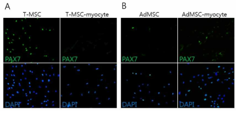 PAX7의 발현을 통한 줄기세포의 근육세포로의 잠재성 확인 (A) TMSC: 미분화 세포에서 발현하다가 분화 후 발현이 소멸 됨 (B) AdMSC: 분화 전/후 세포에서 모두 발현율이 매우 낮거나 비특이적 발현을 나타냄. Pax7, paired box protein 7