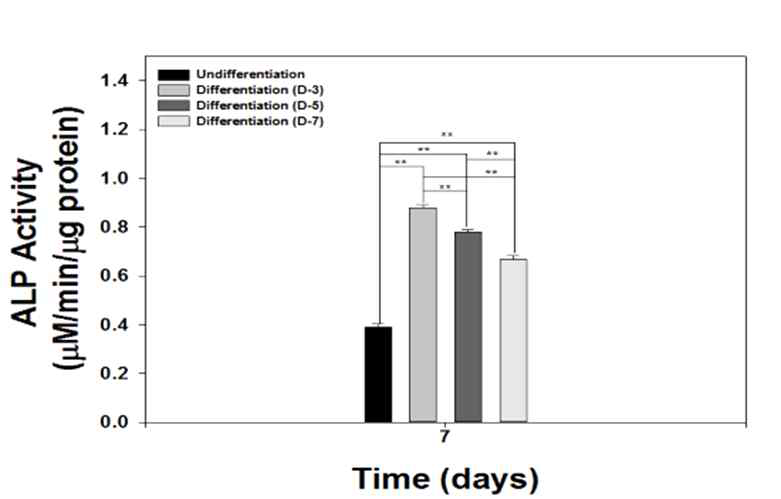 골지지체에 혼입하기 전 편도 줄기세포의 선 배양 조건에 따른 골형성 ALP 측정결과. Undifferentiation, undifferentiated TMSC; Differentiation (D-3, D-5, D-7), differentiated TMSC for 3, 5, 7 days, respectively, prior to embedding to polycarpolactone (PCL); ALP, alkaline phosphatase