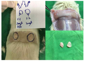 HA:DMEM의 비율을 1:1 그리고 1:2비율로 섞은 혼합물을 쥐의 피하에 주사한 뒤, 다음날 쥐의 피하에 주사된 혼합물을 빼내어 형태와 보존도를 관찰한 결과