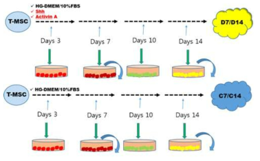 TMSC의 PTH 분비 세포로의 분화과정